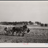 Farmer at work. Lancaster County, Pennsylvania.