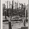 New England hurricane. Pine wood lot near Worcester and Amherst, Massachusetts.