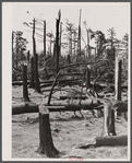 New England hurricane. Pine wood lot near Worcester and Amherst, Massachusetts.