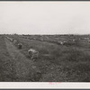 New England hurricane. Onion field near Hadley, Massachusetts.