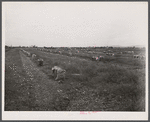 New England hurricane. Onion field near Hadley, Massachusetts.