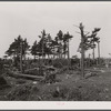 Pine wood lot near Worcester and Amherst, Massachusetts.