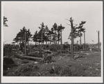 Pine wood lot near Worcester and Amherst, Massachusetts.