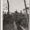 New England hurricane. Pine wood lot near North Brookfield, Massachusetts.