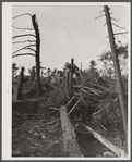 New England hurricane. Pine wood lot near North Brookfield, Massachusetts.