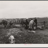 New England hurricane. Salvaging onions near Hadley, Massachusetts.