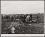 New England hurricane. Salvaging onions near Hadley, Massachusetts.