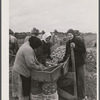 New England hurricane. Salvaging onions near Hadley, Massachusetts.