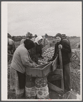 New England hurricane. Salvaging onions near Hadley, Massachusetts.