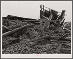 New England hurricane. Tobacco barn in Massachusetts.