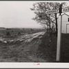 New England hurricane. Flooded-over cornfield near Amherst, Massachusetts.