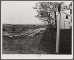 New England hurricane. Flooded-over cornfield near Amherst, Massachusetts.