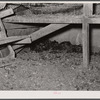 New England hurricane. Dead chickens in debris of chicken house. Between Worcester and Amherst, Massachusetts.