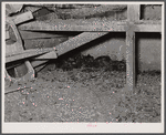 New England hurricane. Dead chickens in debris of chicken house. Between Worcester and Amherst, Massachusetts.
