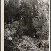 Earliest stages of land clearing at Greenbelt, Maryland.