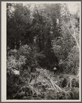 Earliest stages of land clearing at Greenbelt, Maryland.