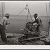 Unloading oysters. Rock Point, Maryland.