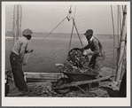 Unloading oysters. Rock Point, Maryland.