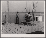 Unloading oysters. Rock Point, Maryland.