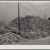 Shuck pile. Rock Point, Maryland. These shells are returned to river to start new beds.