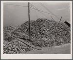 Shuck pile. Rock Point, Maryland. These shells are returned to river to start new beds.
