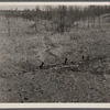 Check brush dam on Coalins Forest and Game Reservation between Tennessee and Cumberland Rivers in Kentucky.