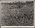 Check brush dam on Coalins Forest and Game Reservation between Tennessee and Cumberland Rivers in Kentucky.