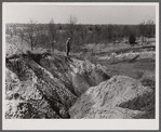 Erosion gully on Coalins Forest and Game Reservation between Tennessee and Cumberland Rivers in Kentucky.