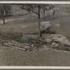 Small cedar bottom of hill in gully at Coalins Forest and Game Reservation in Kentucky between Tennessee and Cumberland Rivers.