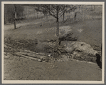 Small cedar bottom of hill in gully at Coalins Forest and Game Reservation in Kentucky between Tennessee and Cumberland Rivers.