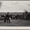 Rehabilitation Administration supervisor Keller pointing to calves born from cows purchased with rehabilitation loan to Mr. Wilks. Callaway County, Missouri.