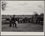 Rehabilitation Administration supervisor Keller pointing to calves born from cows purchased with rehabilitation loan to Mr. Wilks. Callaway County, Missouri.