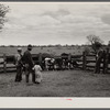 Rehabilitation Administration supervisor Keller pointing to calves born from cows purchased with rehabilitation loan to Mr. Wilks. Callaway County, Missouri.