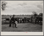 Rehabilitation Administration supervisor Keller pointing to calves born from cows purchased with rehabilitation loan to Mr. Wilks. Callaway County, Missouri.