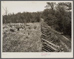Rail fence and cut-over country. Meramec Forest area. Salem, Missouri.