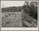 Rail fence and cut-over country. Meramec Forest area. Salem, Missouri.