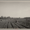 Cotton planted in cut-over field. Mississippi County, Missouri.