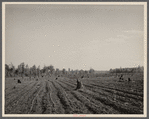 Cotton planted in cut-over field. Mississippi County, Missouri.