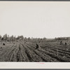 Cotton planted in cut-over field. Mississippi County, Missouri.