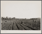 Cotton planted in cut-over field. Mississippi County, Missouri.