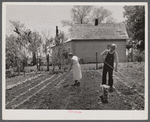 Off to a new start. Marion Hills and wife, rehabilitation clients, in garden of their farm. Center County, Iowa.