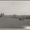An old farmer in southern Iowa with horse and colt. The erosion in the background is rapidly washing away his once rich soil. Iowa, Decatur County.