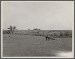 An old farmer in southern Iowa with horse and colt. The erosion in the background is rapidly washing away his once rich soil. Iowa, Decatur County.