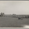An old farmer in southern Iowa with horse and colt. The erosion in the background is rapidly washing away his once rich soil. Iowa, Decatur County.