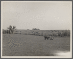 An old farmer in southern Iowa with horse and colt. The erosion in the background is rapidly washing away his once rich soil. Iowa, Decatur County.