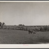 An old farmer in southern Iowa with horse and colt. The erosion in the background is rapidly washing away his once rich soil. Iowa, Decatur County.