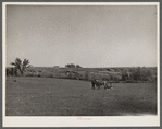 An old farmer in southern Iowa with horse and colt. The erosion in the background is rapidly washing away his once rich soil. Iowa, Decatur County.