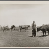 Marion Hills, rehabilitation client, and dual purpose cattle purchased with rehabilitation loan. Center County, Iowa.