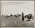 Marion Hills, rehabilitation client, and dual purpose cattle purchased with rehabilitation loan. Center County, Iowa.