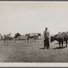 Marion Hills, rehabilitation client, and dual purpose cattle purchased with rehabilitation loan. Center County, Iowa.